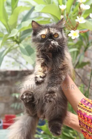 ১+ বছরের ফিমেল পিওরব্রেড পার্সিয়ান বিড়াল