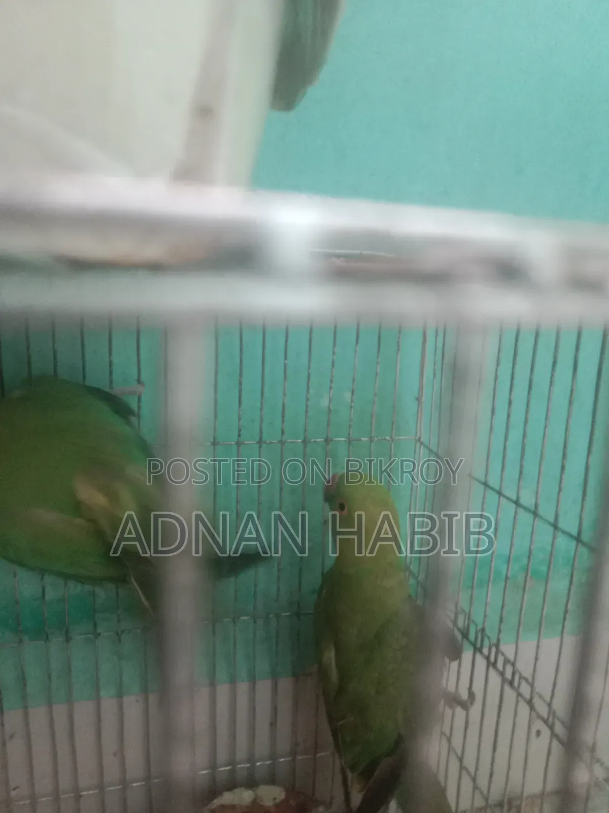 টিয়া পাখি ওনেক ভালো