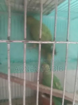 টিয়া পাখি ওনেক ভালো
