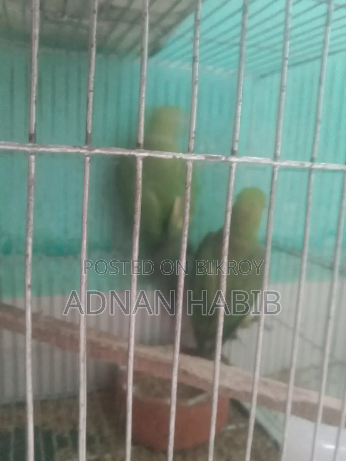 টিয়া পাখি ওনেক ভালো