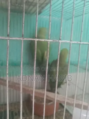 টিয়া পাখি ওনেক ভালো