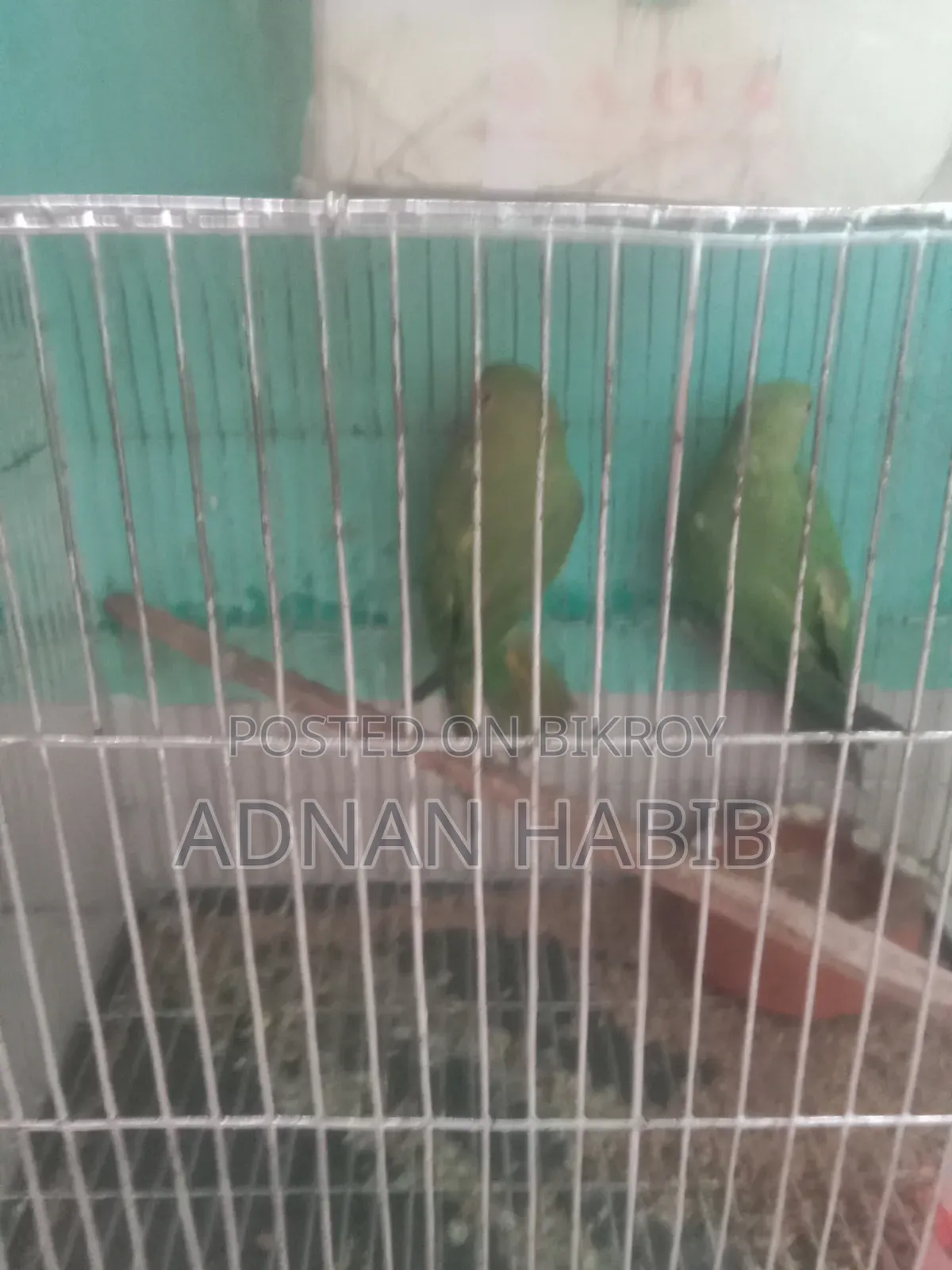 টিয়া পাখি ওনেক ভালো