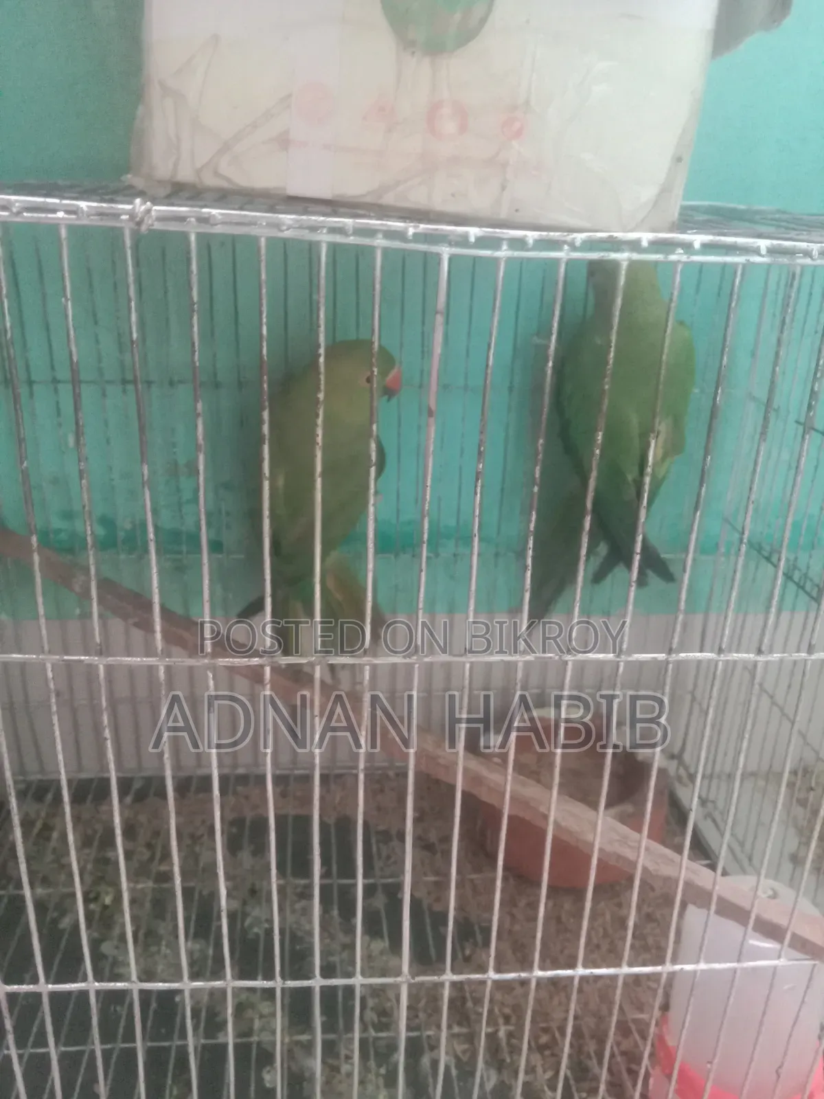 টিয়া পাখি ওনেক ভালো