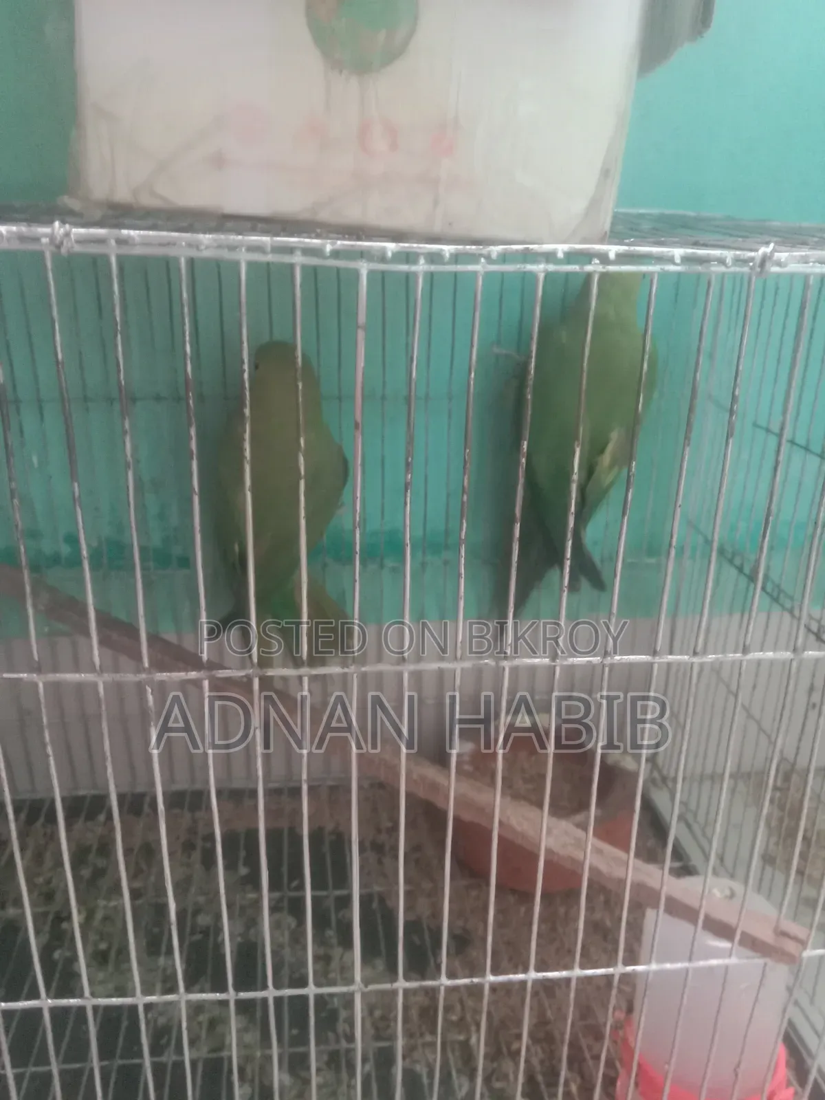 টিয়া পাখি ওনেক ভালো