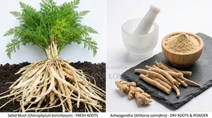 শতমূল পাউডার (Shotomul Powder - 100 Gm)(Asparagus Powder)