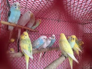 Birds for Sale