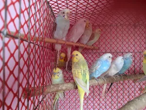 Birds for Sale