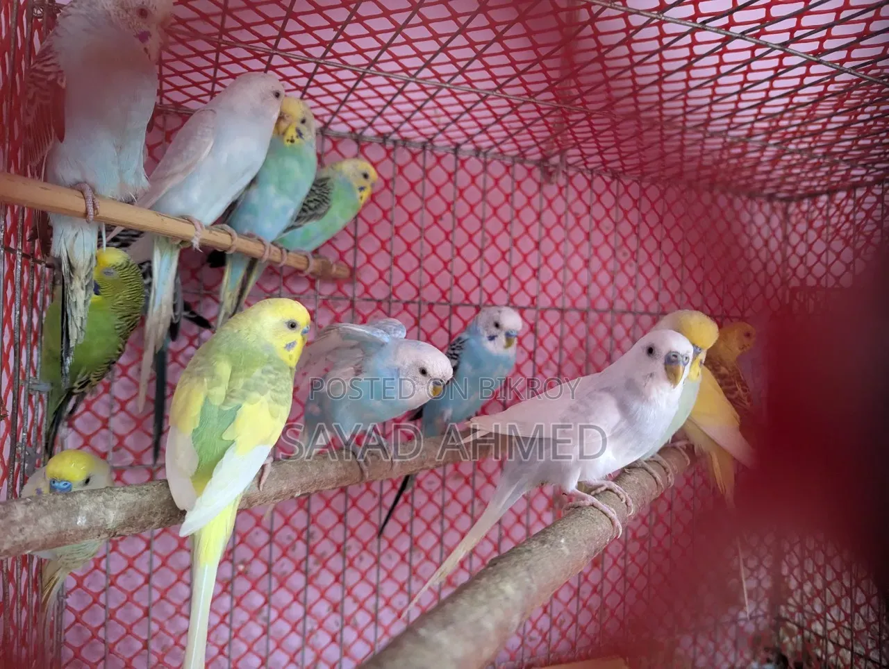 Birds for Sale