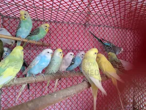 Birds for Sale