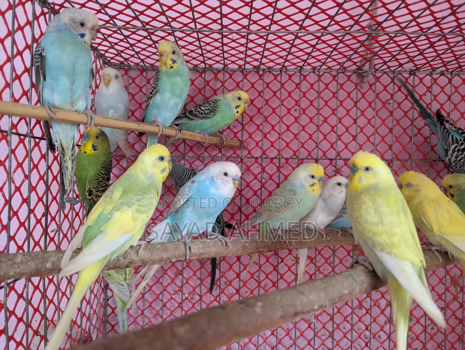 Birds for Sale
