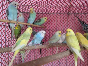 Birds for Sale