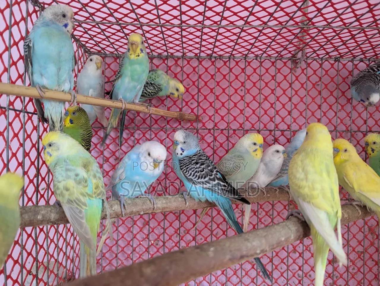 Birds for Sale