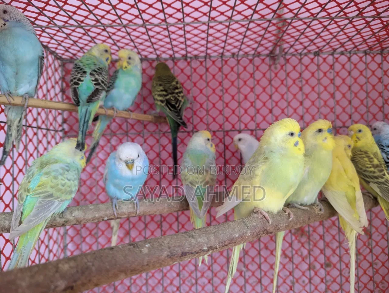 Birds for Sale