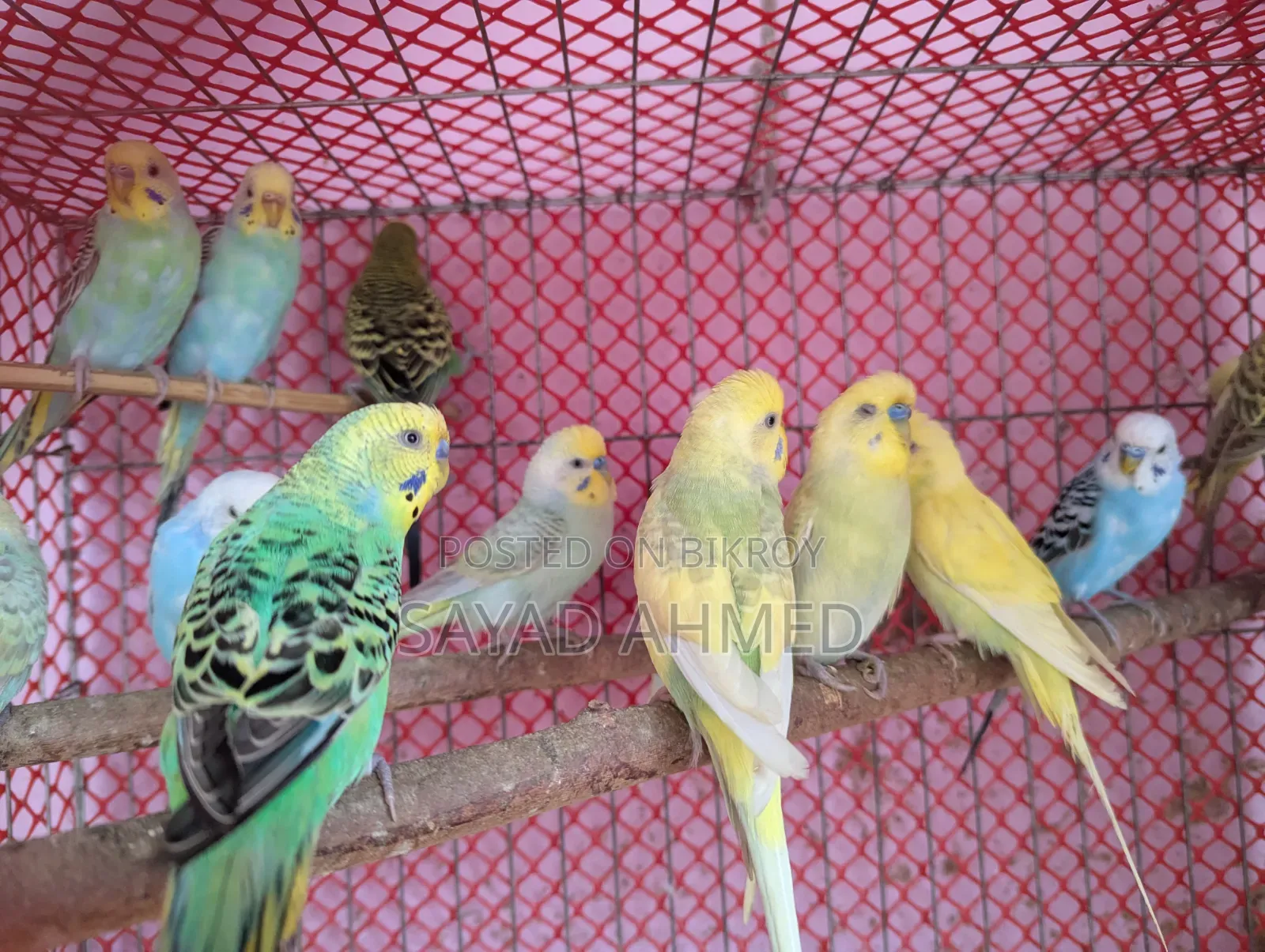 Birds for Sale
