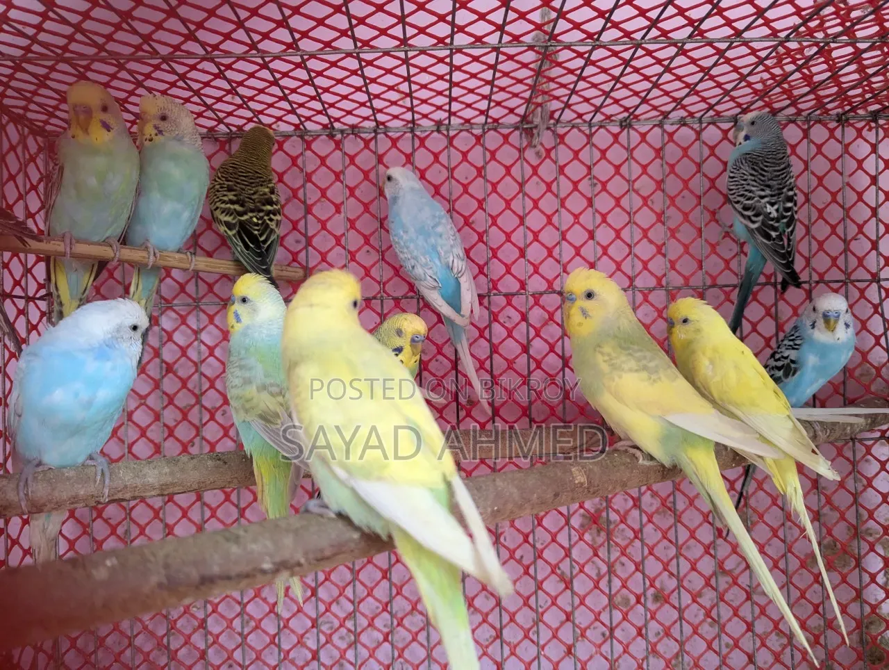 Birds for Sale