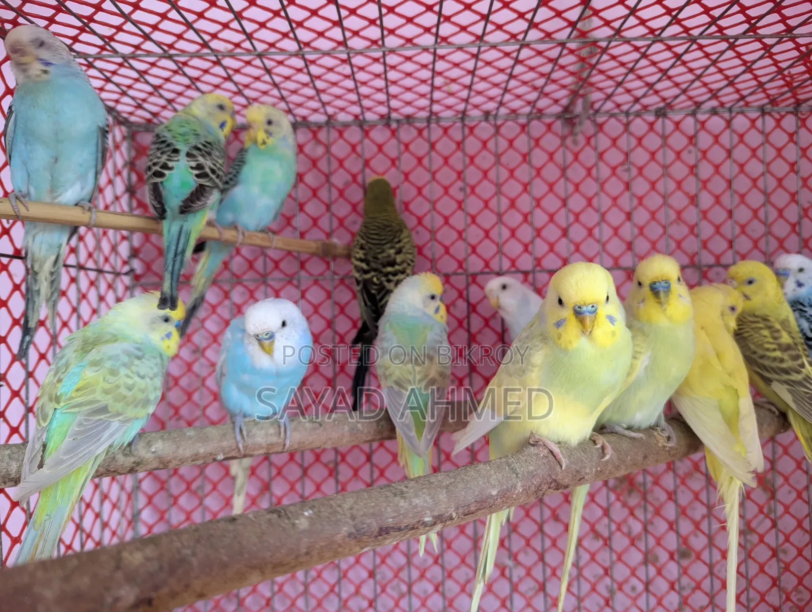 Birds for Sale