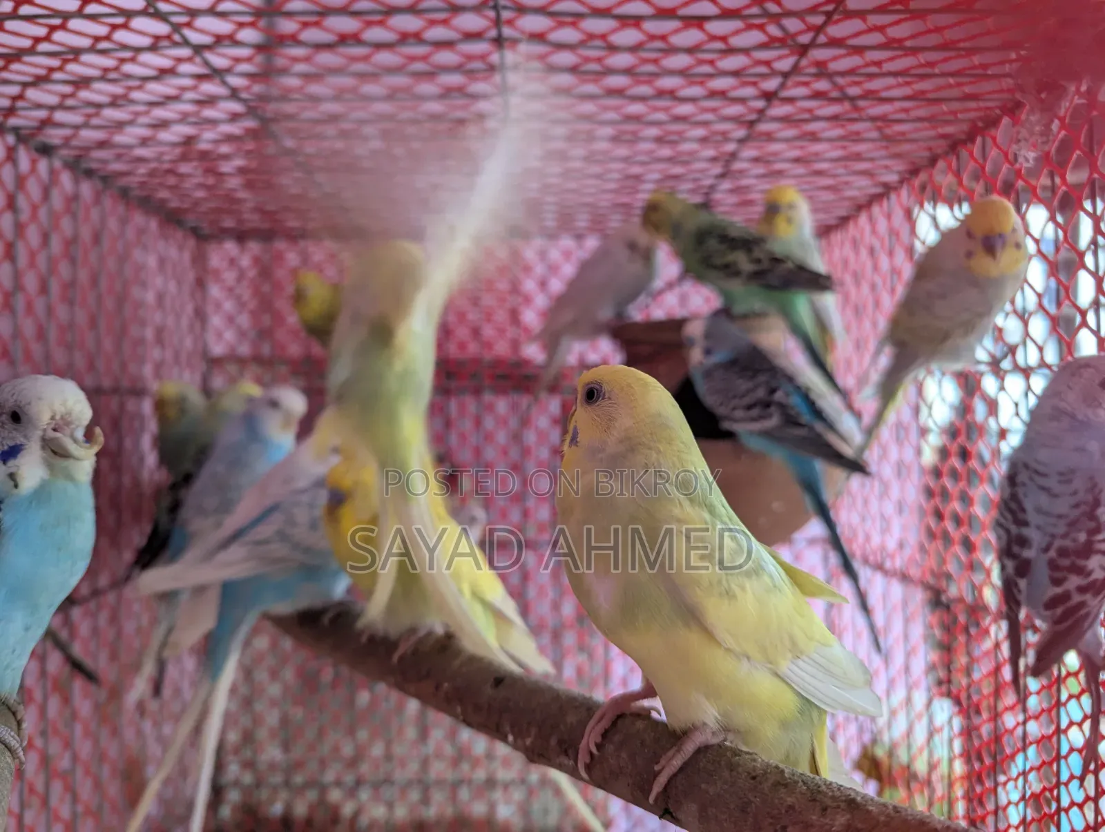 Birds for Sale