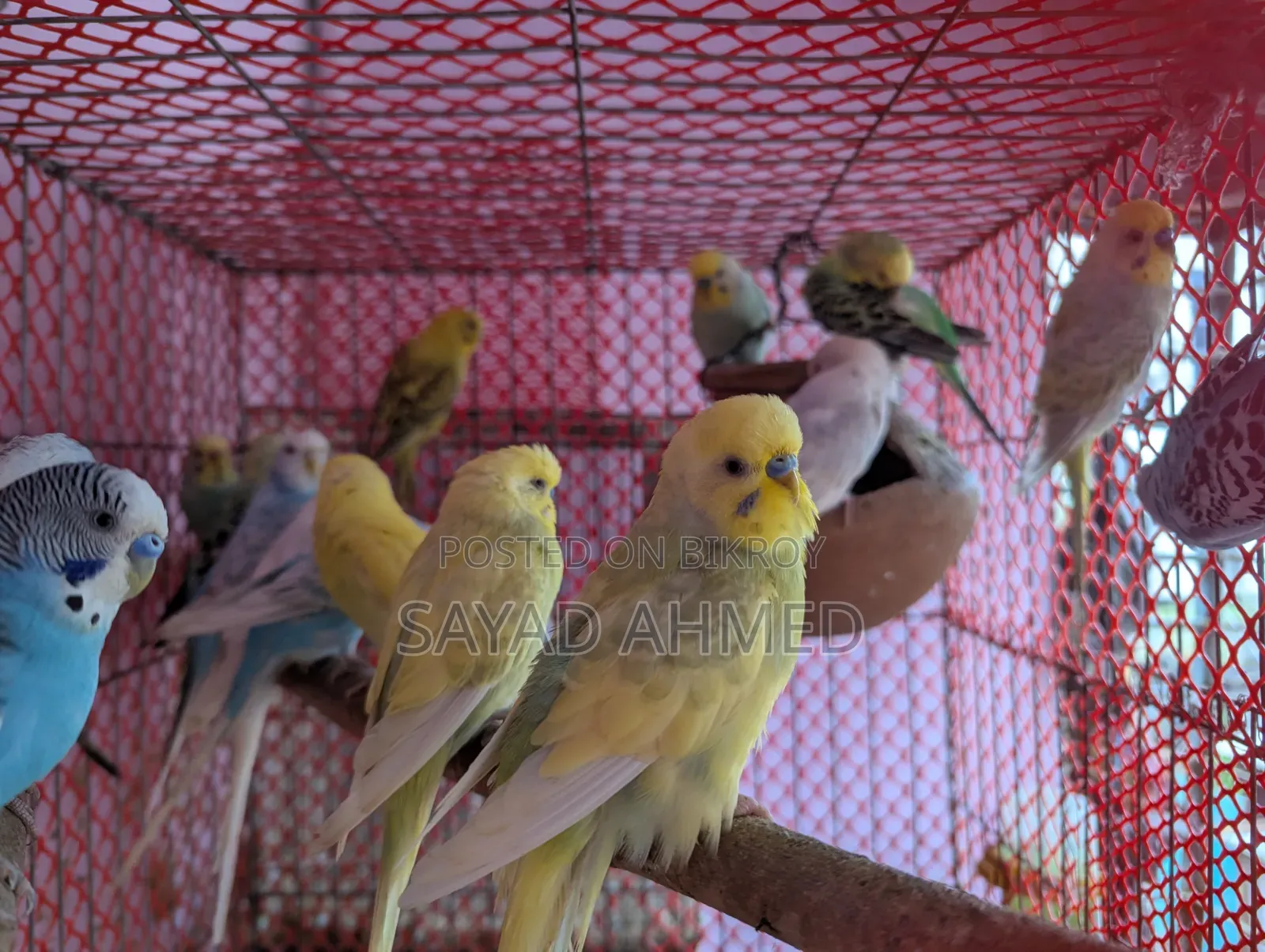 Birds for Sale