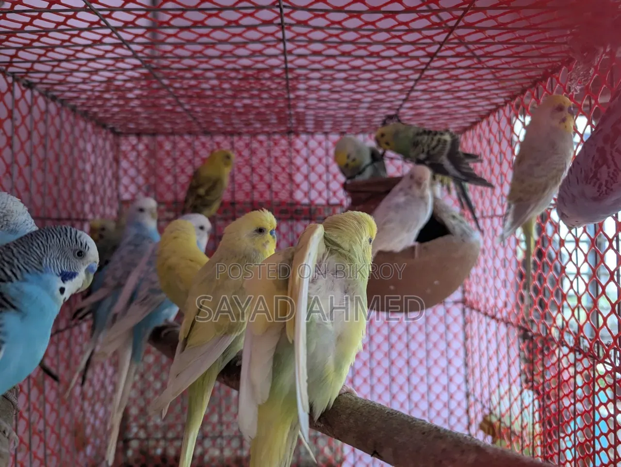 Birds for Sale