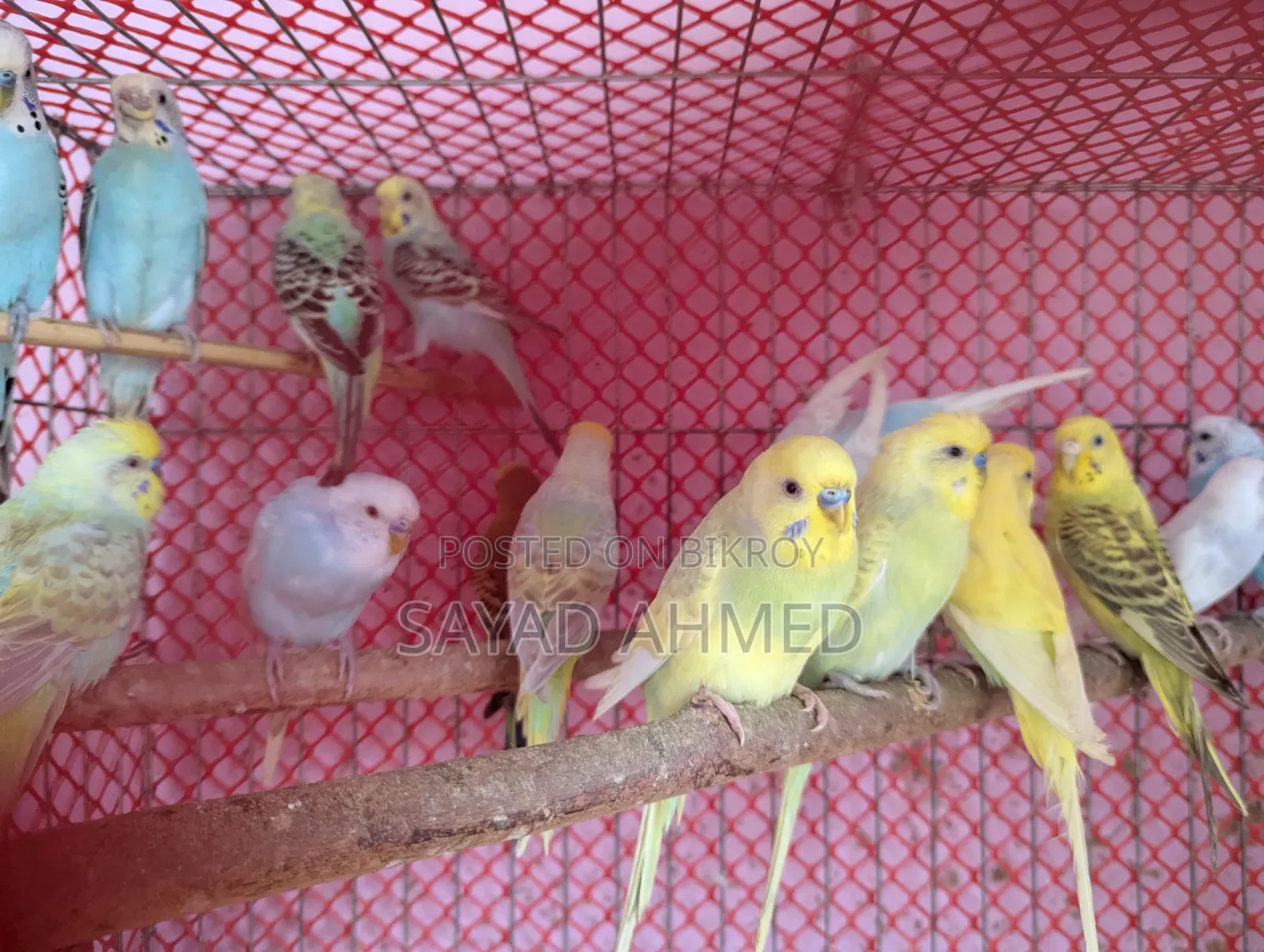 Birds for Sale