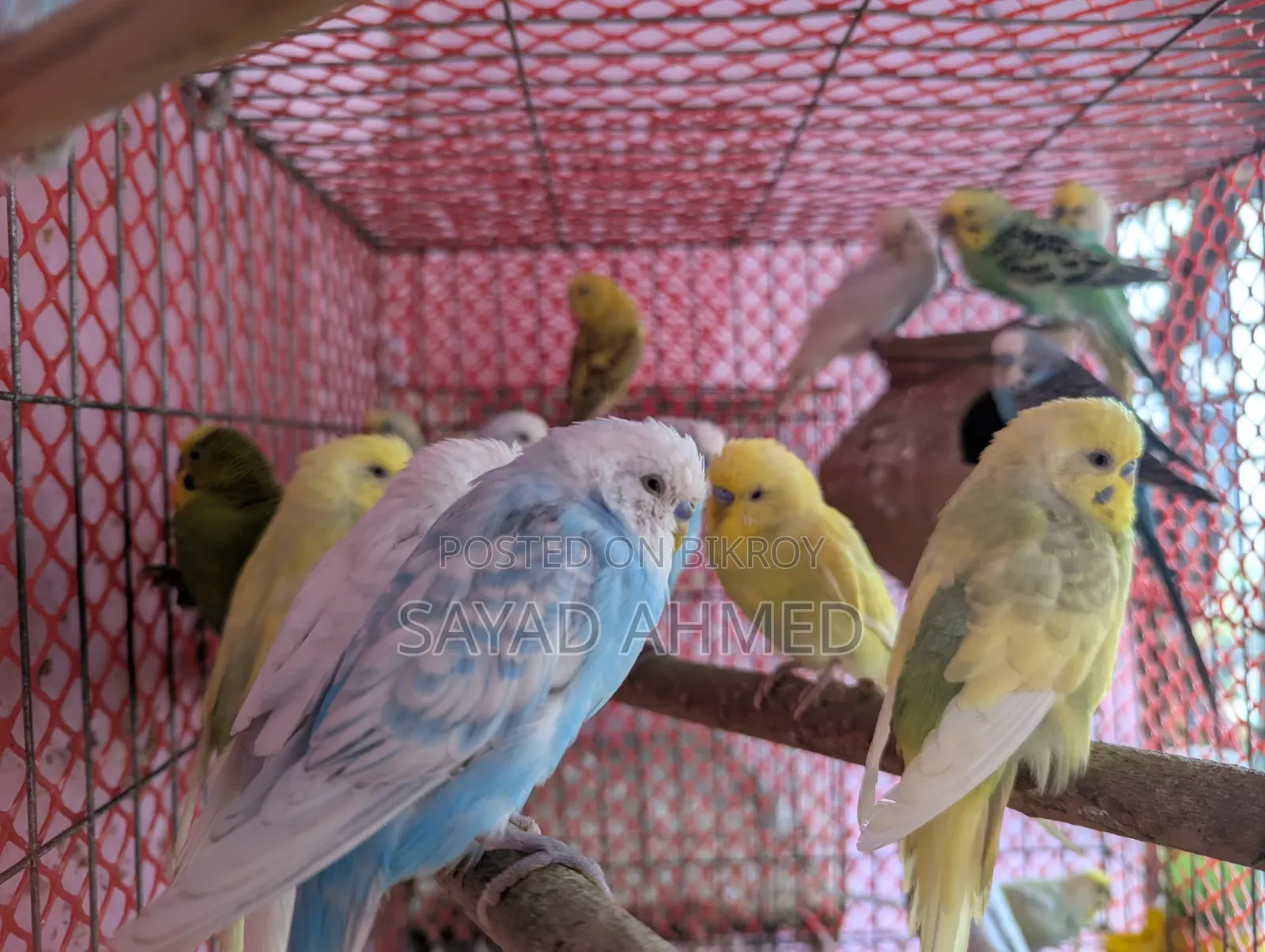 Birds for Sale