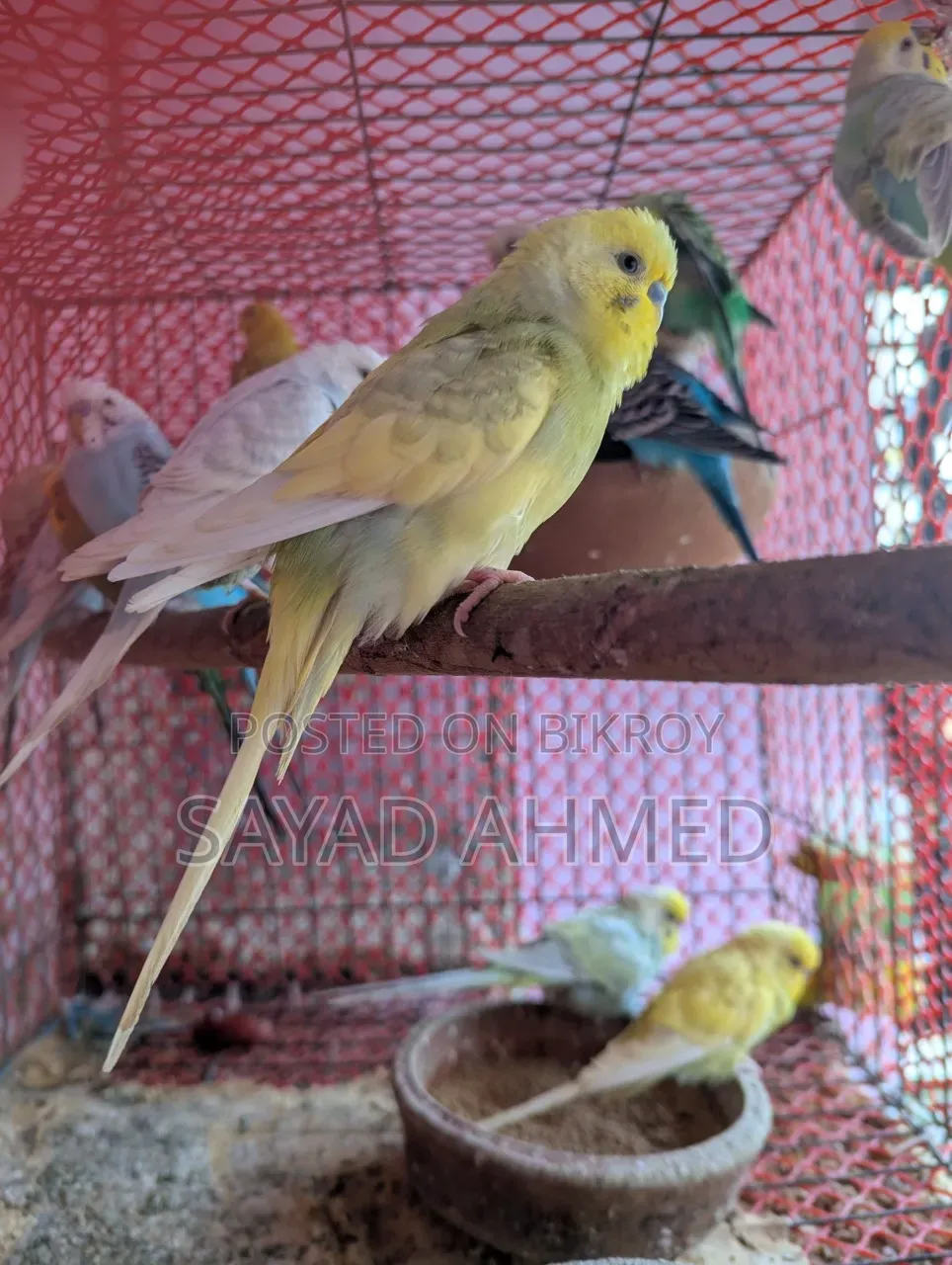 Birds for Sale