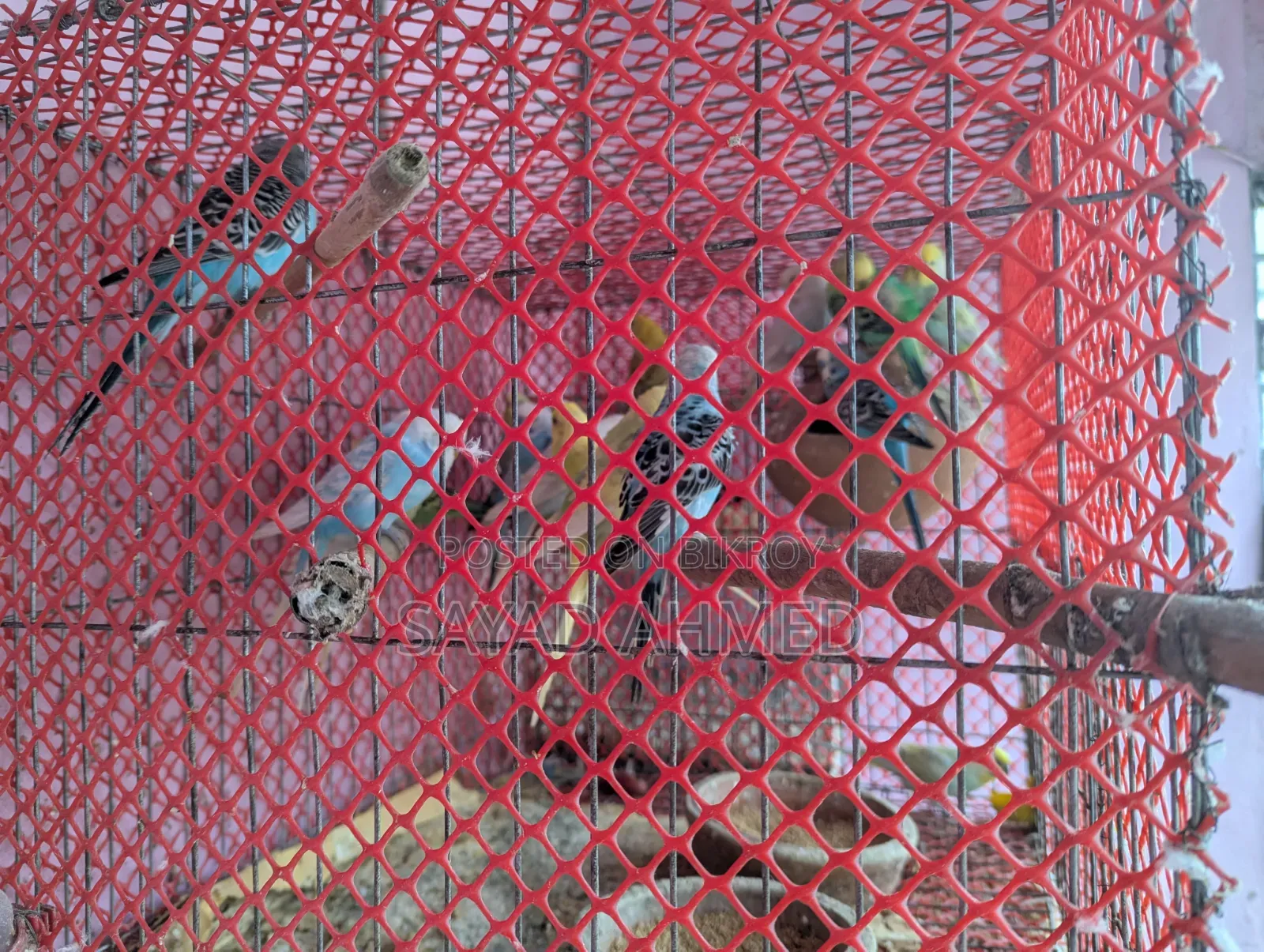 Birds for Sale