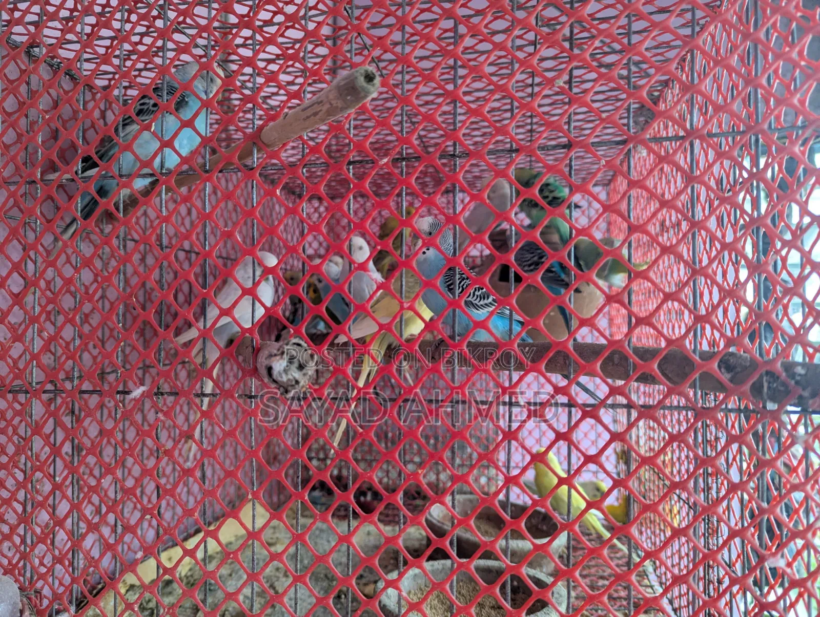 Birds for Sale
