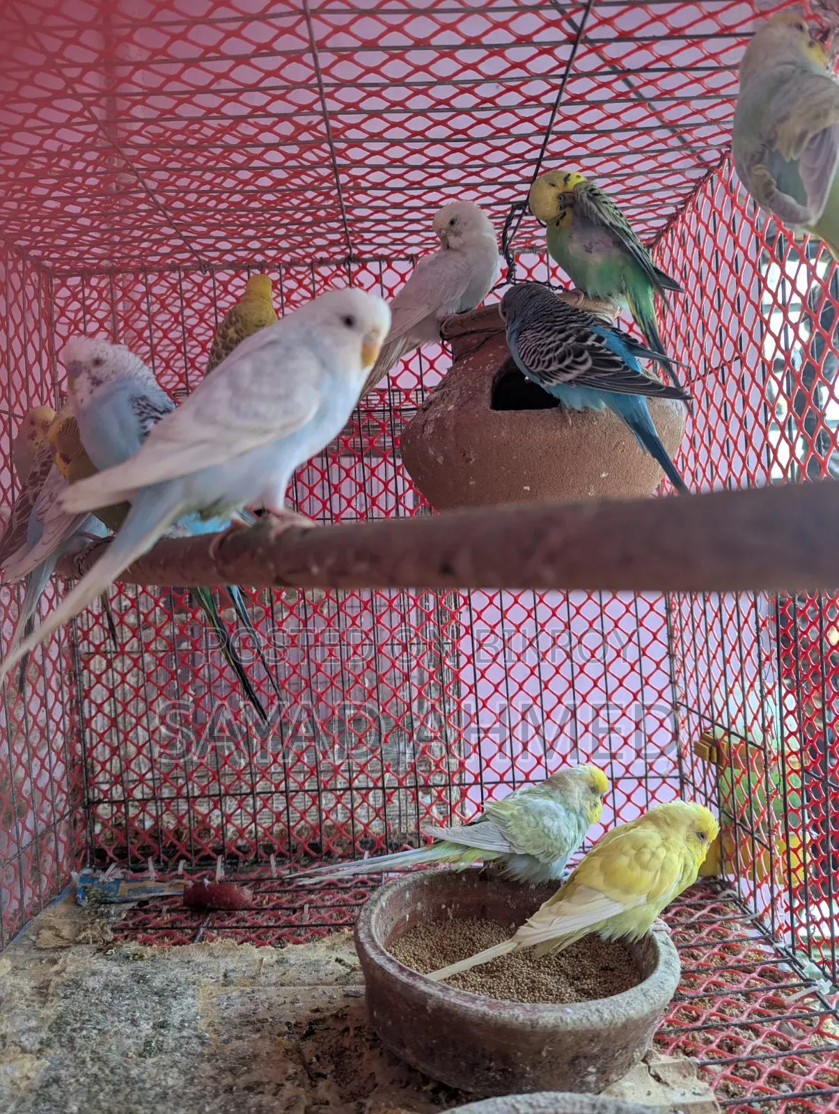 Birds for Sale