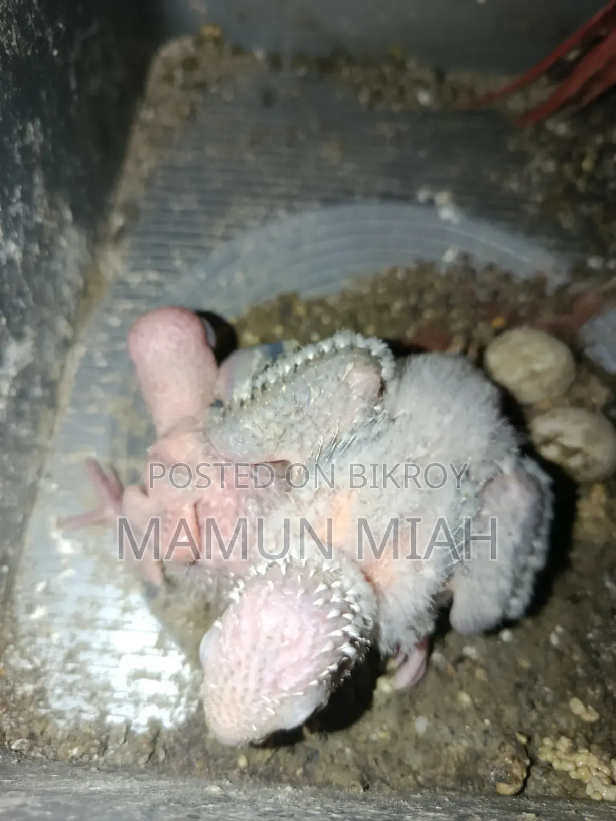 ইয়েলো সাইডেঢ গ্রীনচিককনুর পাখির টেম সাইজ বেবি