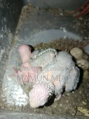Conure Bird Tame Size Baby
