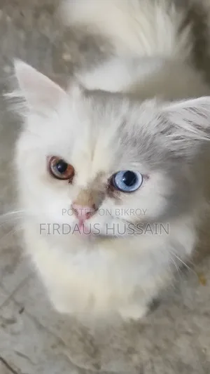 1+ year Male Purebred Persian