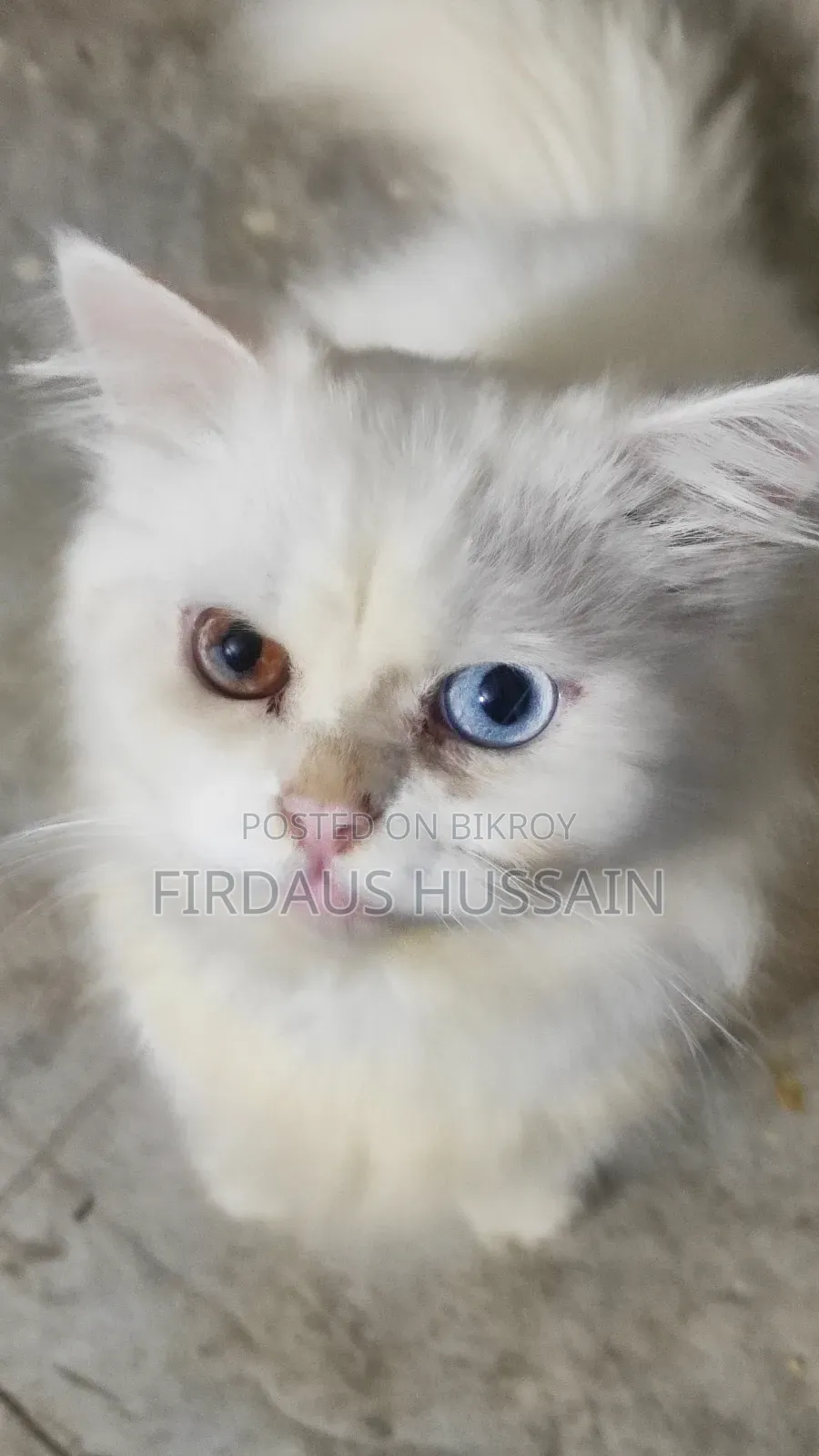 1+ year Male Purebred Persian