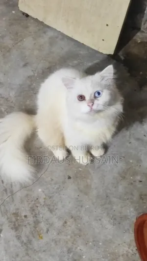1+ year Male Purebred Persian