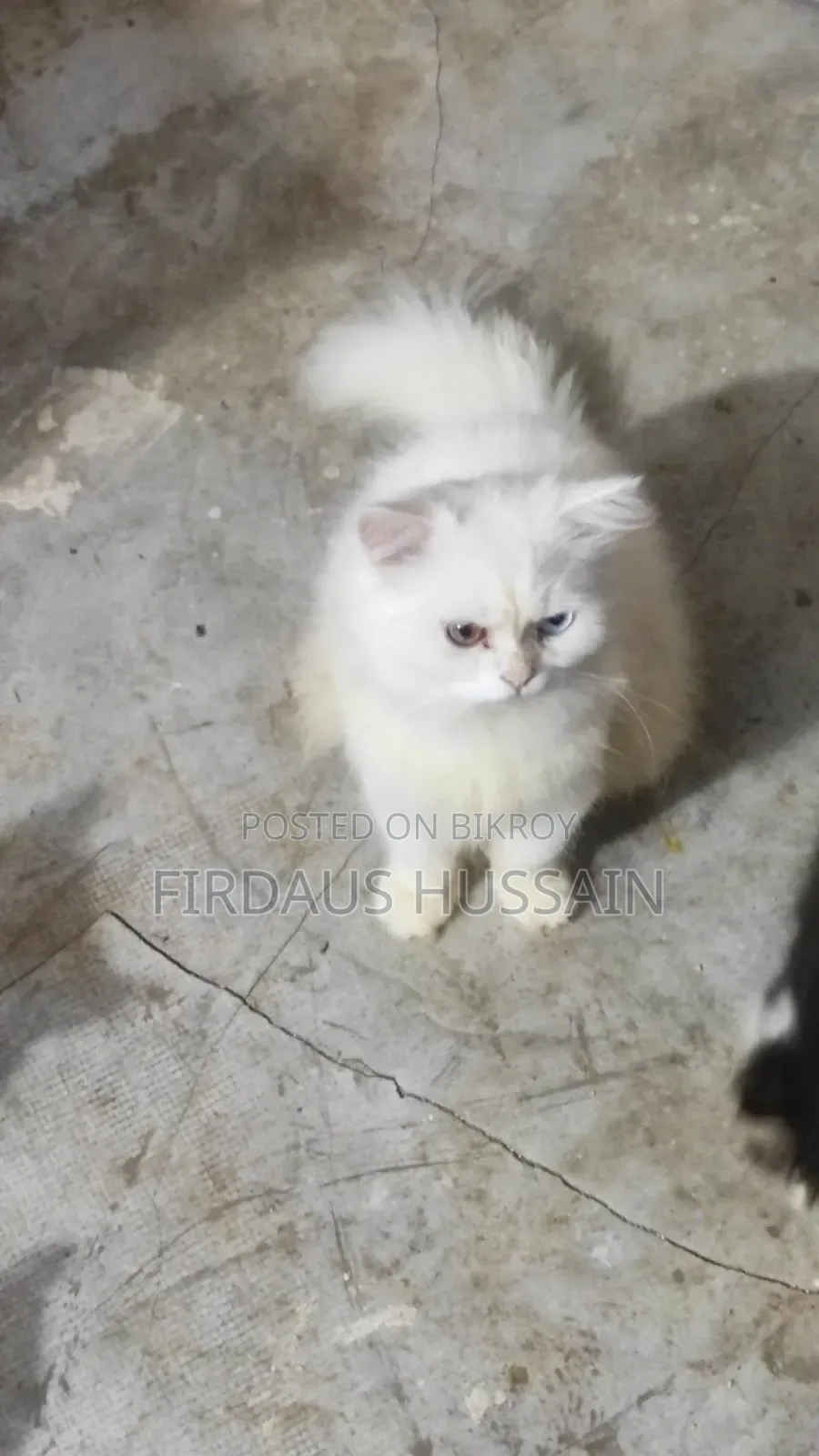 1+ year Male Purebred Persian