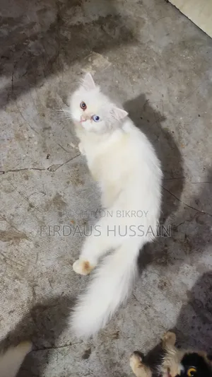 1+ year Male Purebred Persian