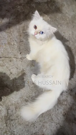 1+ year Male Purebred Persian