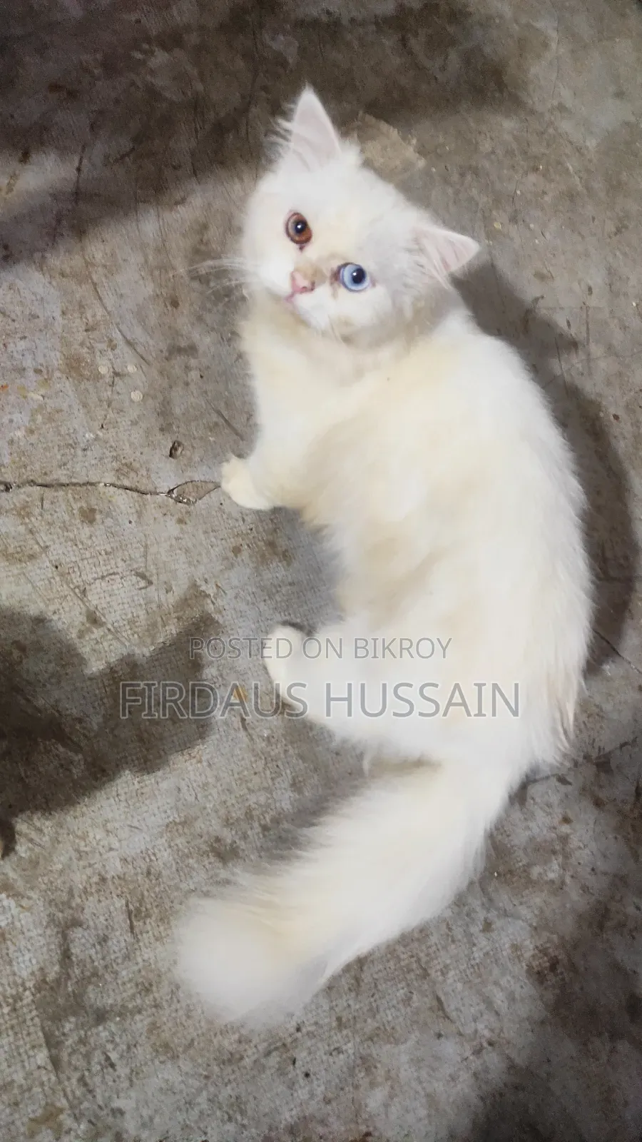 1+ year Male Purebred Persian