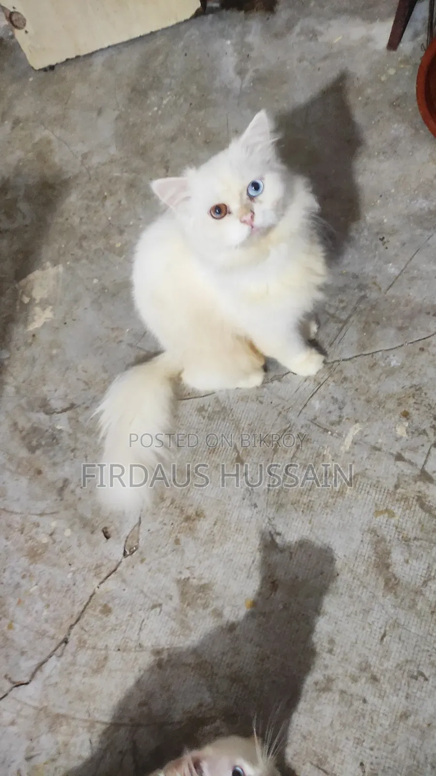1+ year Male Purebred Persian