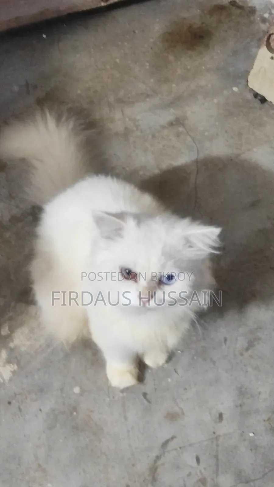 1+ year Male Purebred Persian
