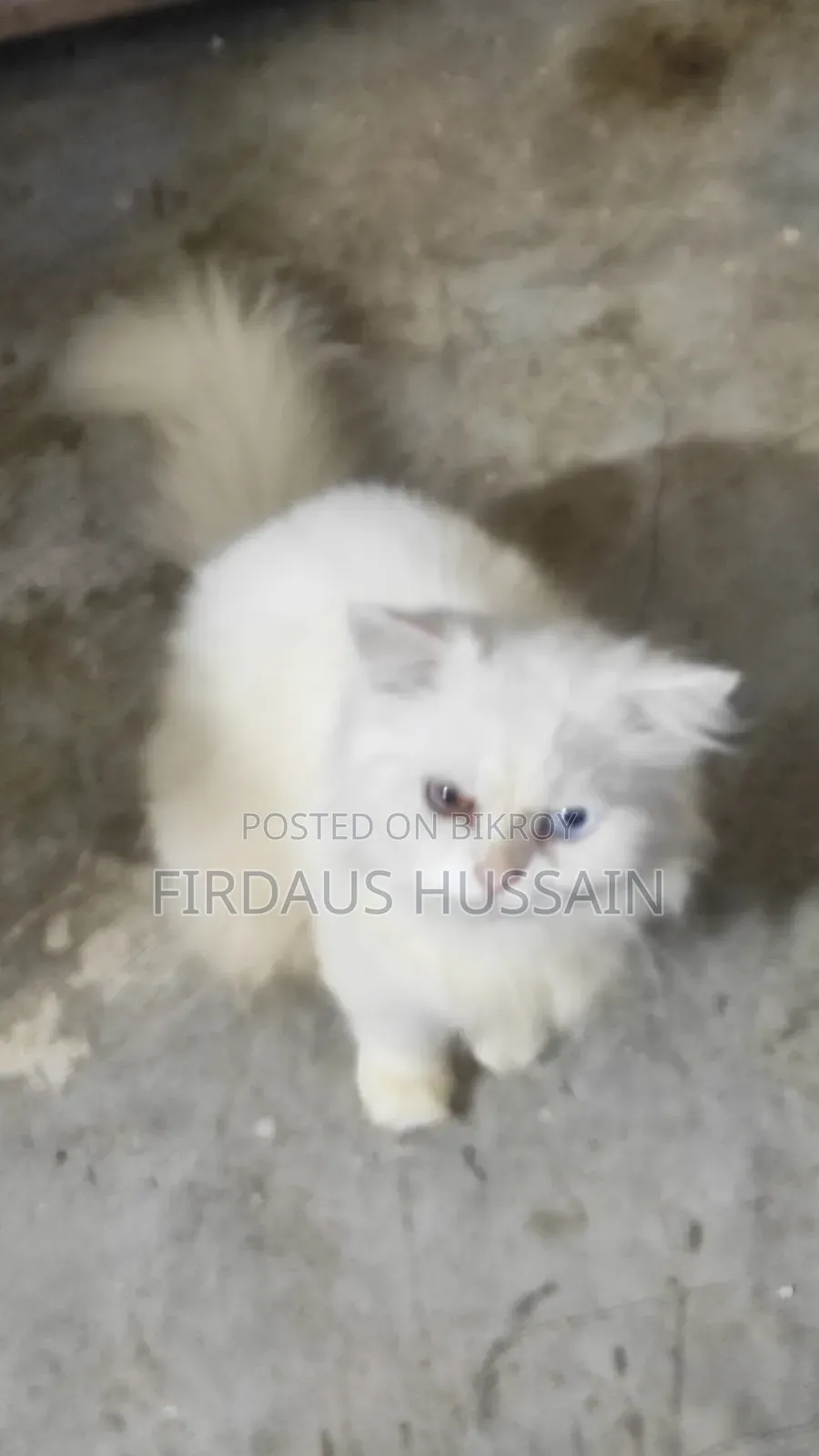 1+ year Male Purebred Persian