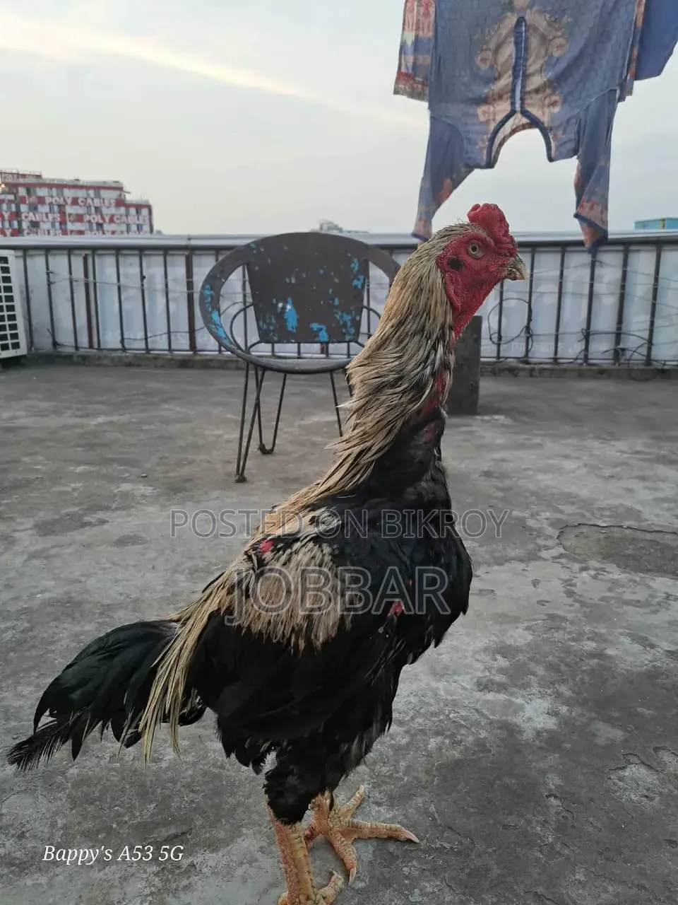 আসিল মোরগ Asil