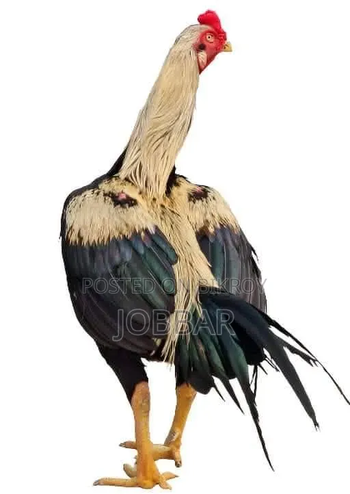 আসিল মোরগ Asil