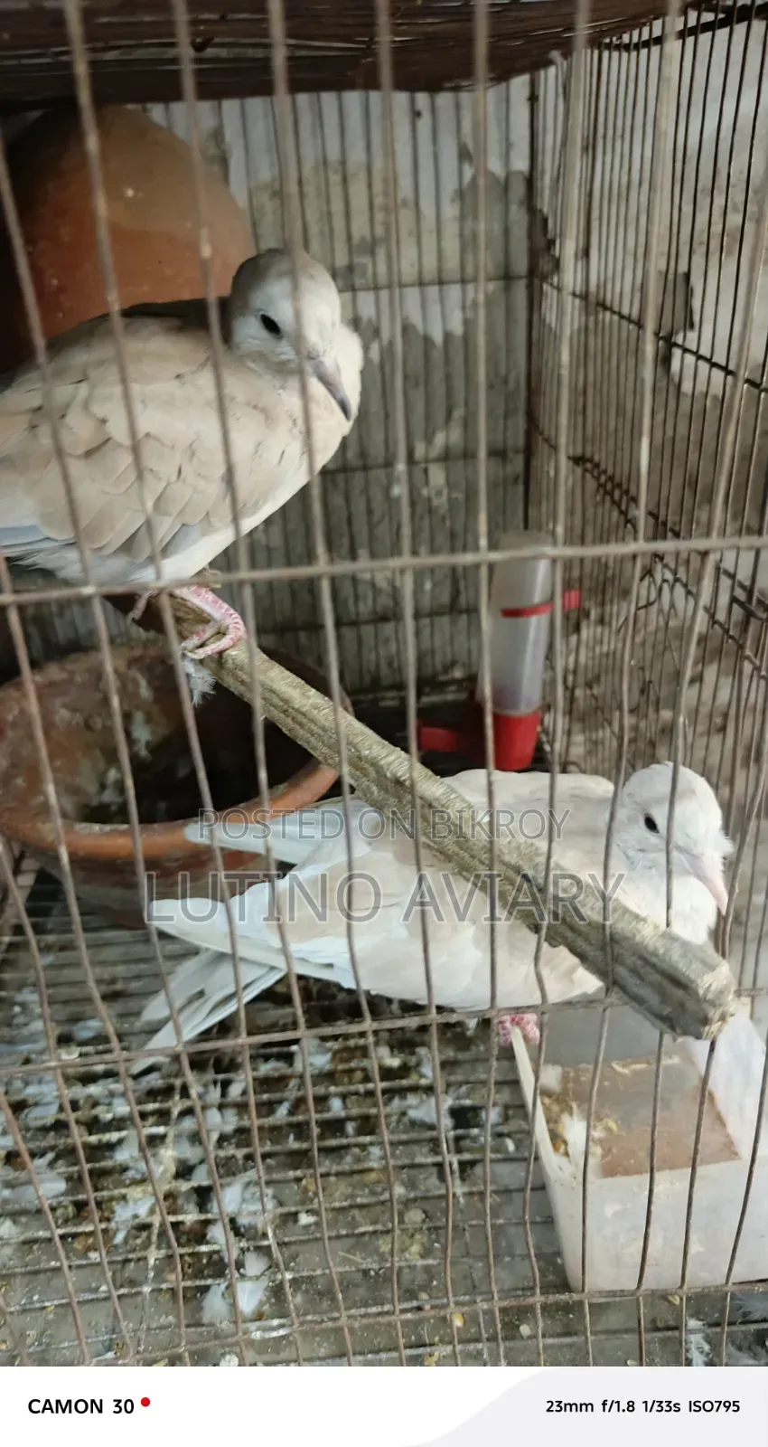 অস্ট্রেলিয়ান ঘুঘু [মাস্টার পেয়ার]