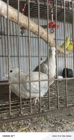 অস্ট্রেলিয়ান ঘুঘু নিউ অ্যাডাল্ট