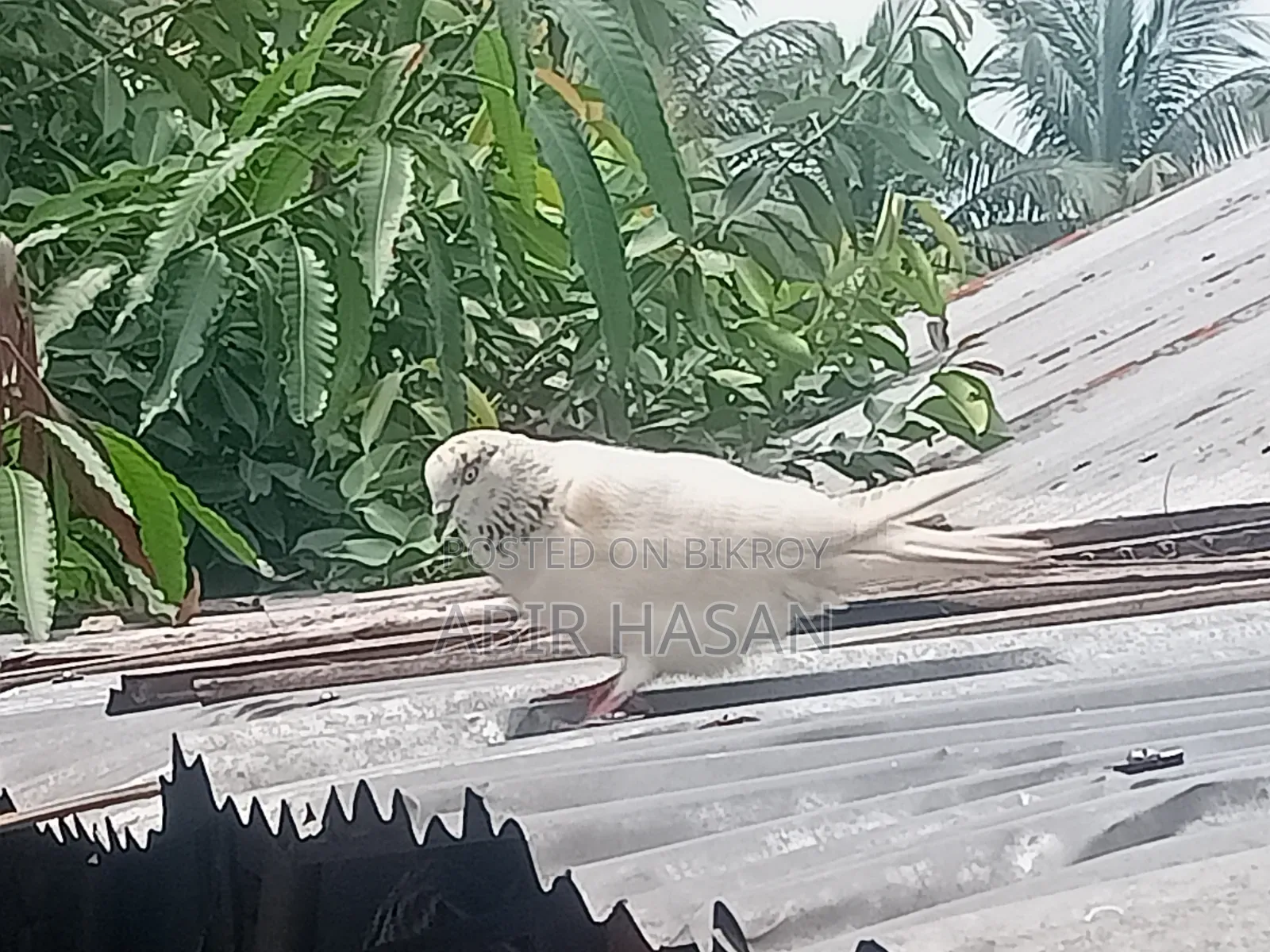 মাদি কবুতর