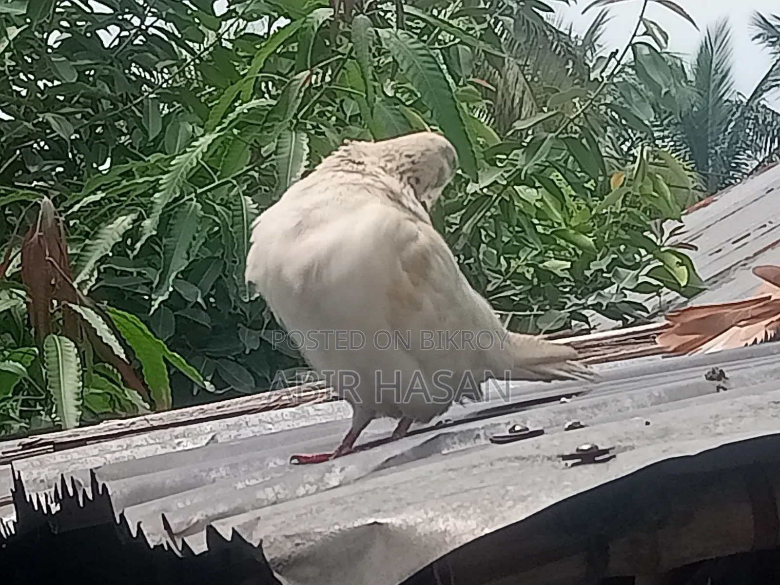 মাদি কবুতর