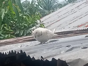 মাদি কবুতর