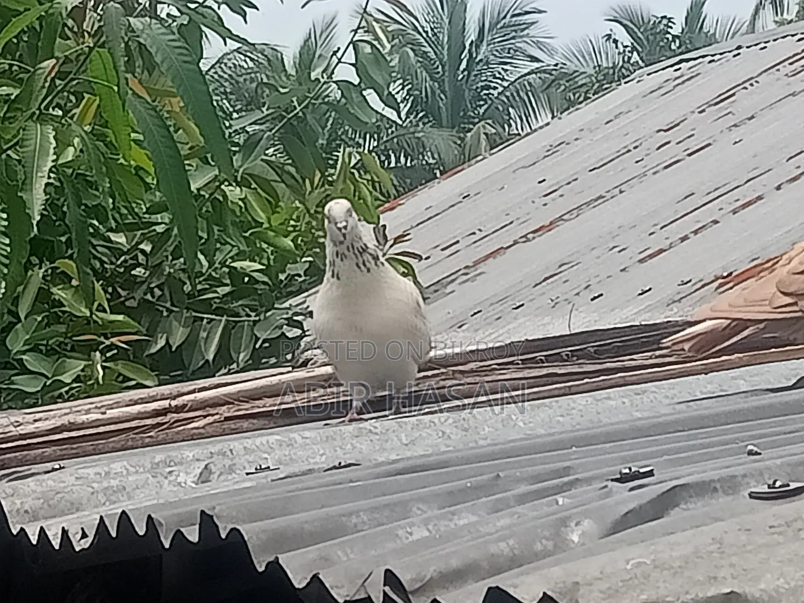 মাদি কবুতর