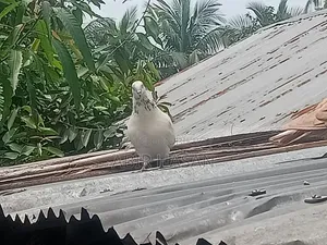 মাদি কবুতর